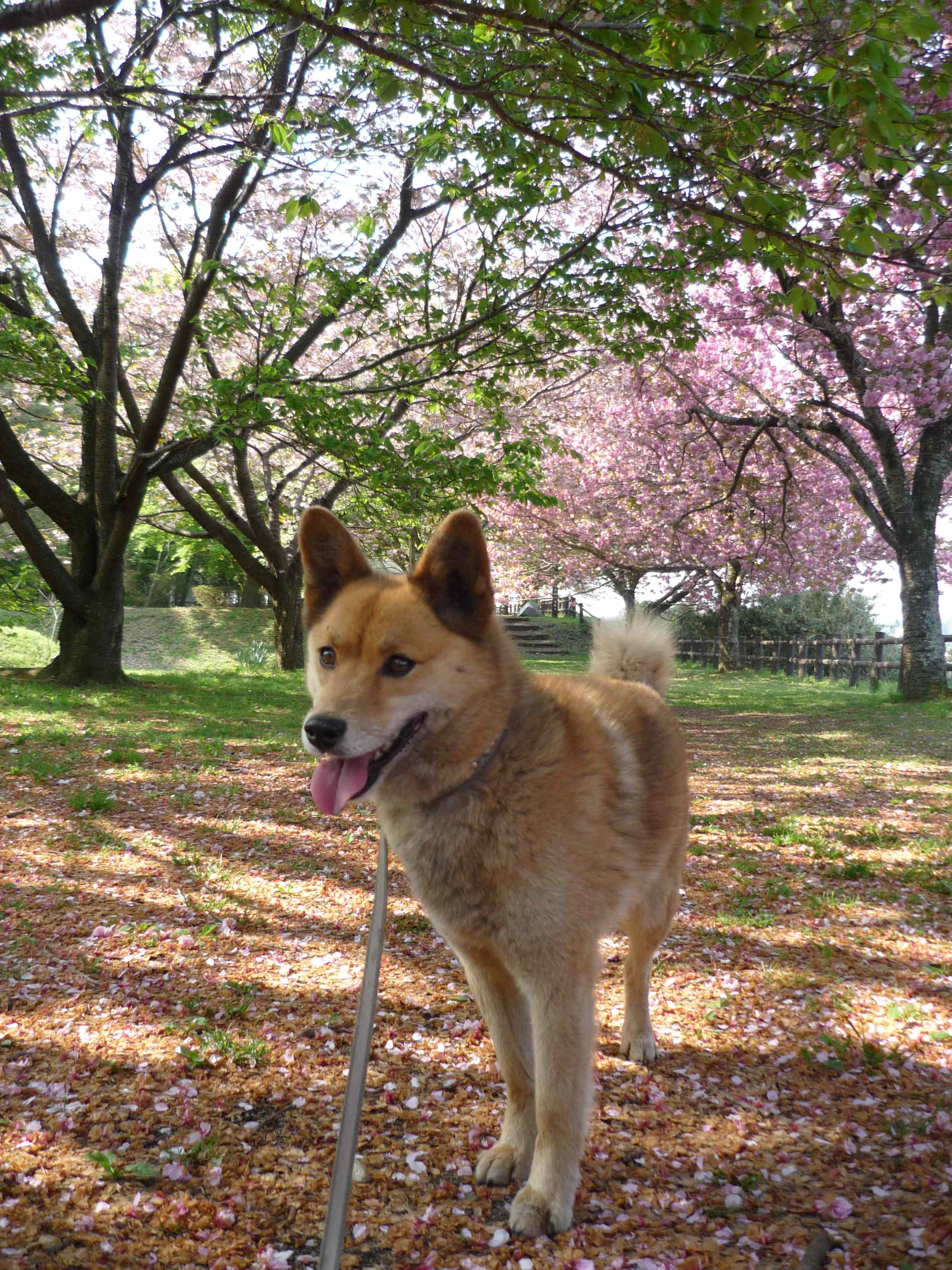 ボタン桜 ２０１５ もくたら天使たちとの生活２